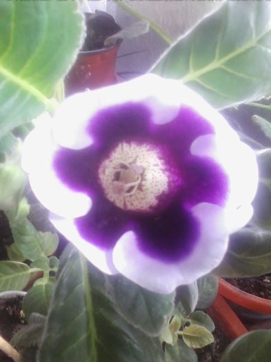 IMG_20140627_133215 - gloxinia 2014