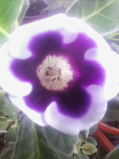IMG_20140627_133222 - gloxinia 2014