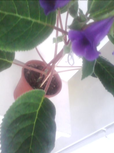 IMG_20140627_133249 - gloxinia 2014