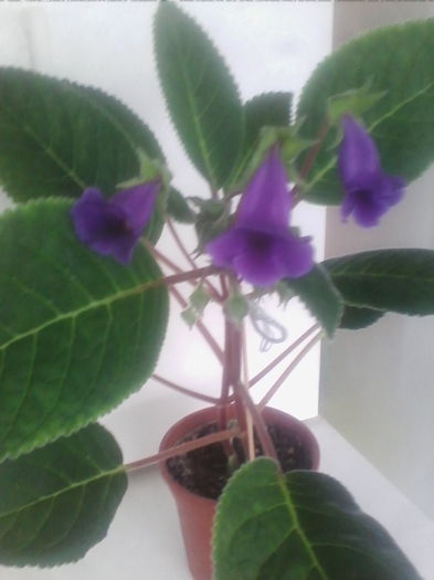 IMG_20140627_133257 - gloxinia 2014