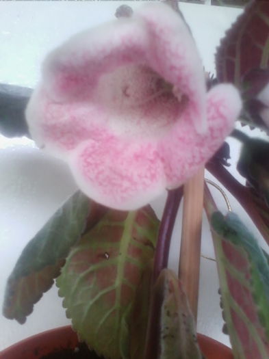 tigrina pink