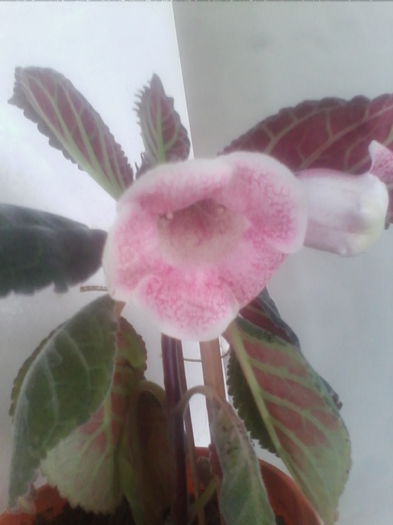 IMG_20140627_133723 - gloxinia 2014