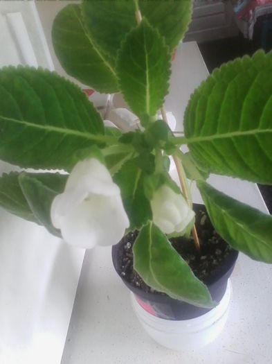 slipper alb - gloxinia 2014