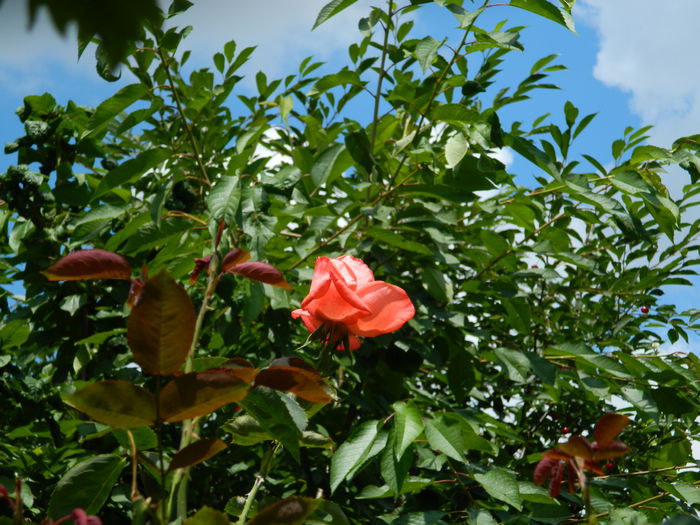 DSCN8900 - IUNIE_2_2014