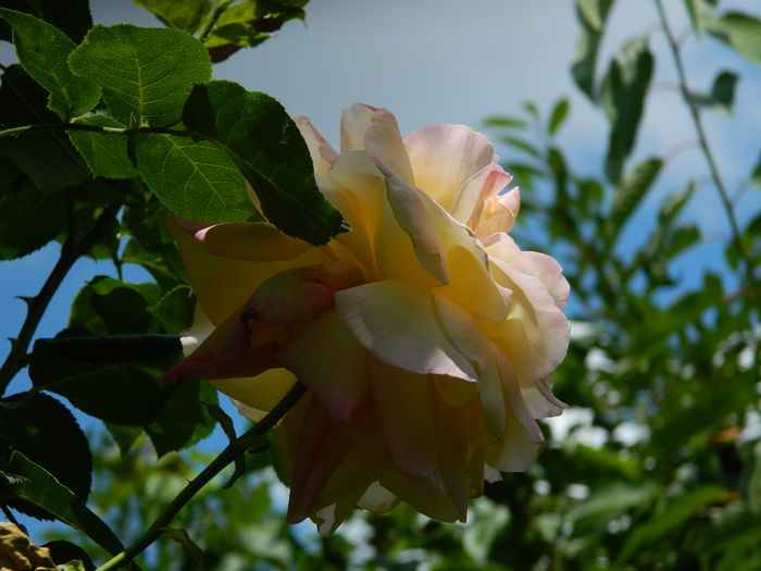 DSCN8902 - IUNIE_2_2014