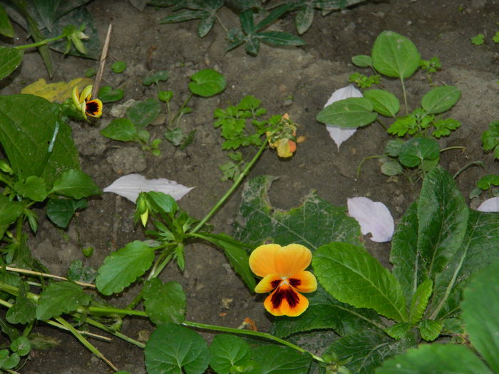 DSCN8907 - IUNIE_2_2014