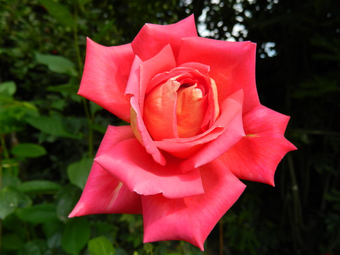 DSCN8918 - IUNIE_2_2014