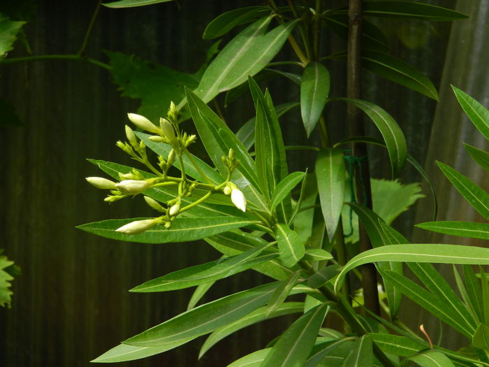 DSCN8922 - IUNIE_2_2014