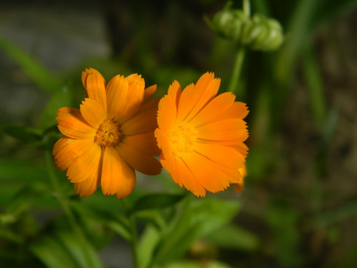 DSCN8923 - IUNIE_2_2014