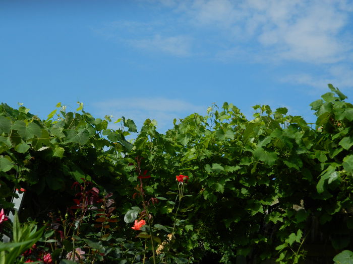 DSCN8924 - IUNIE_2_2014