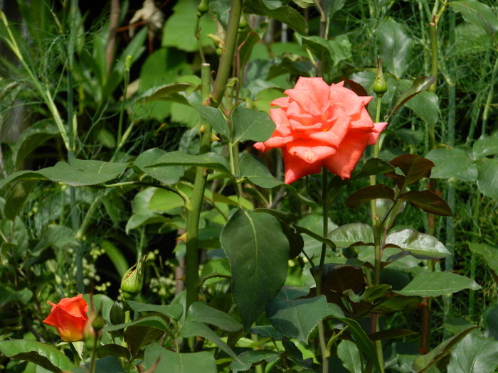 DSCN8925 - IUNIE_2_2014