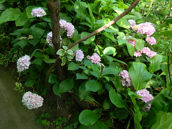 DSCN8928 - IUNIE_2_2014