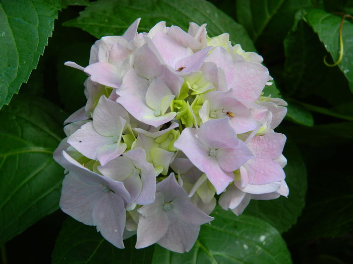 DSCN8932 - IUNIE_2_2014