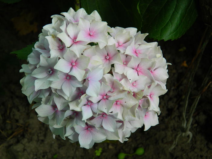 DSCN8934 - IUNIE_2_2014