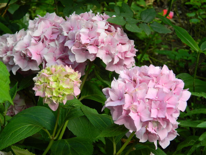 DSCN8935 - IUNIE_2_2014