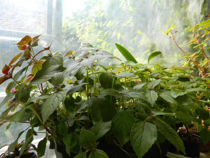 DSCN8938 - IUNIE_2_2014