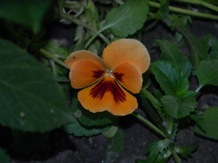 DSCN8961 - IUNIE_2_2014