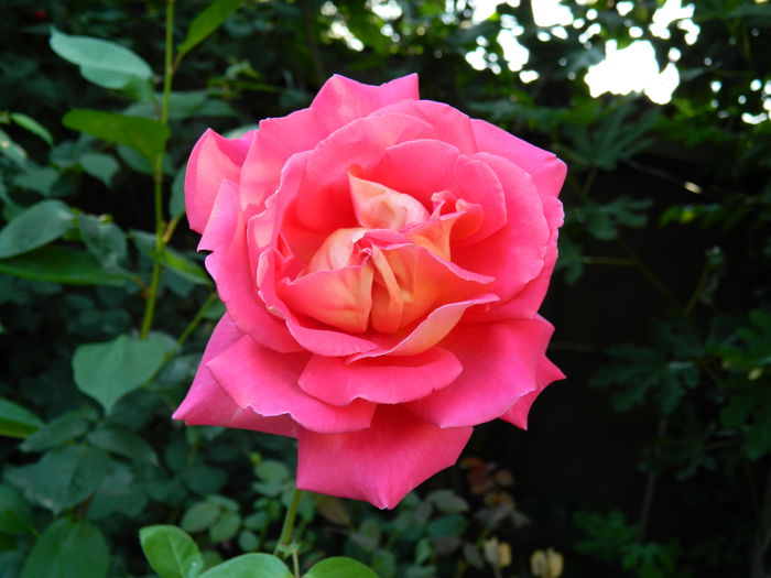 DSCN8963 - IUNIE_2_2014