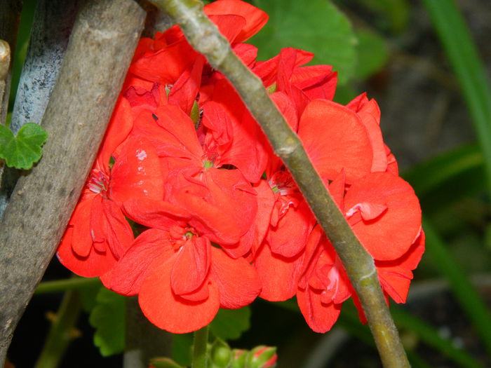 DSCN8972 - IUNIE_2_2014