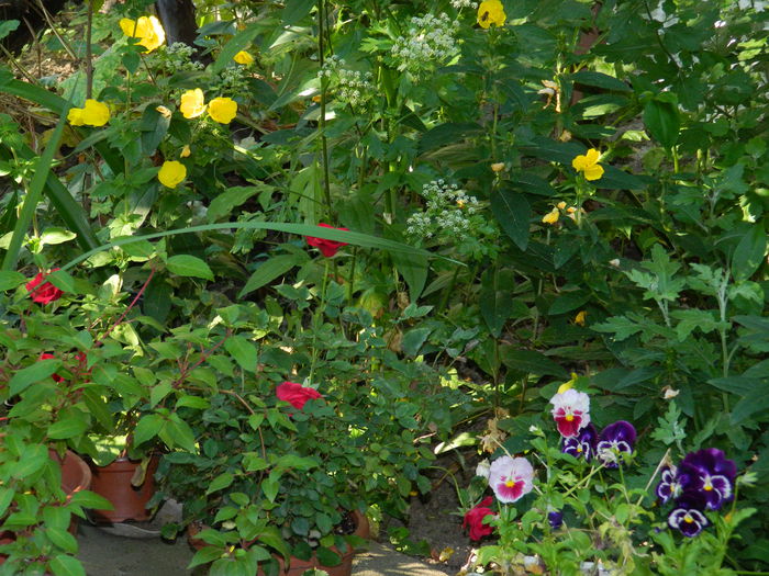 DSCN8976 - IUNIE_2_2014