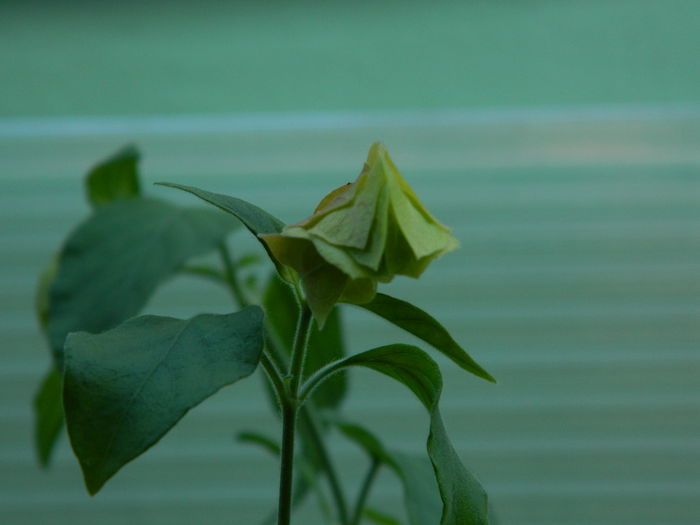 DSCN8986 - IUNIE_2_2014