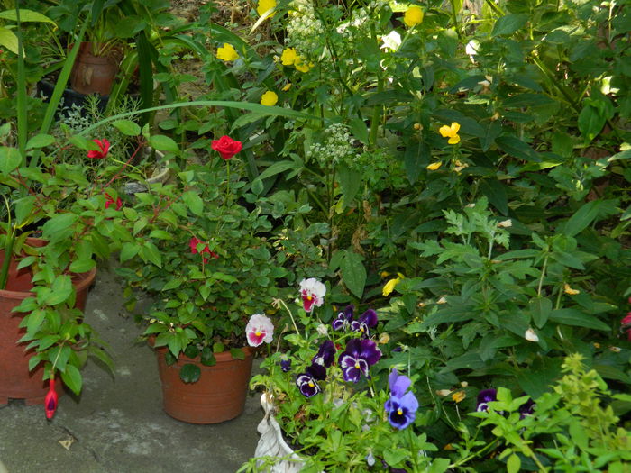 DSCN8988 - IUNIE_2_2014