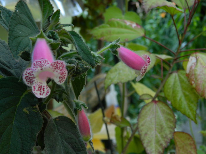 DSCN8990 - IUNIE_2_2014