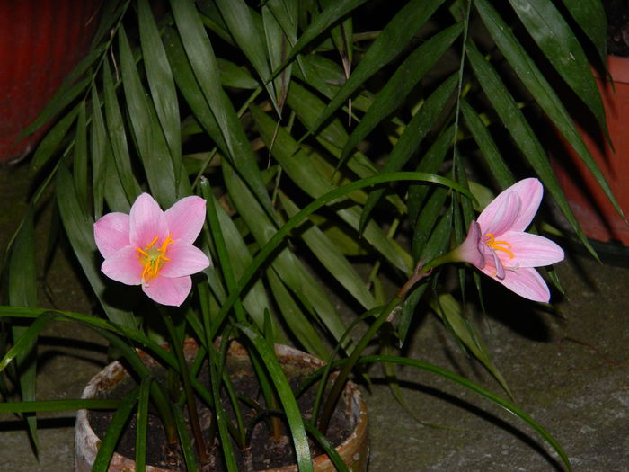 DSCN8994 - IUNIE_2_2014