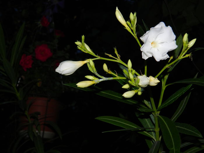 DSCN8998 - IUNIE_2_2014