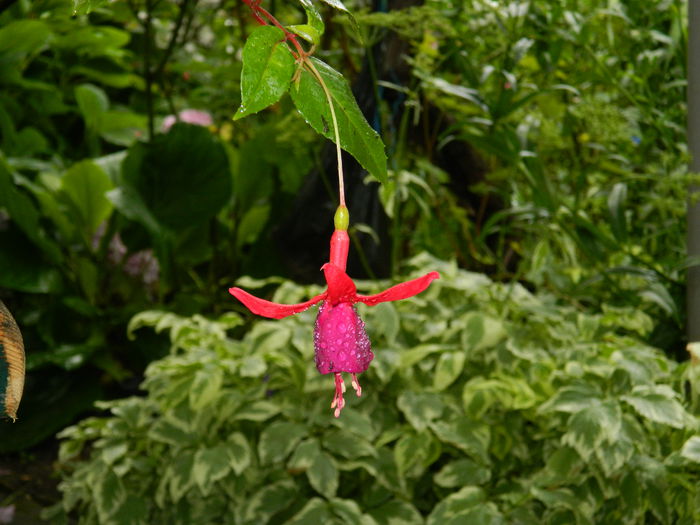 DSCN9003 - IUNIE_2_2014