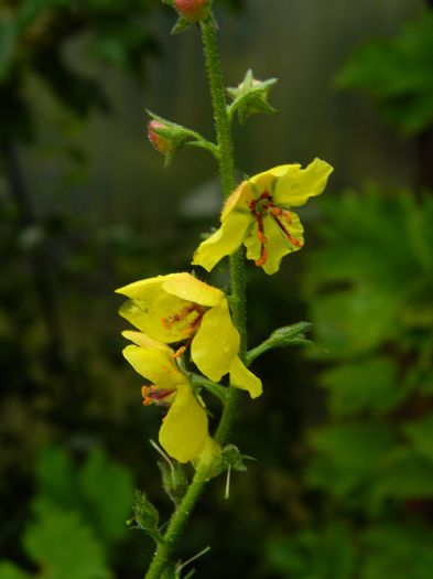 DSCN9012 - IUNIE_2_2014