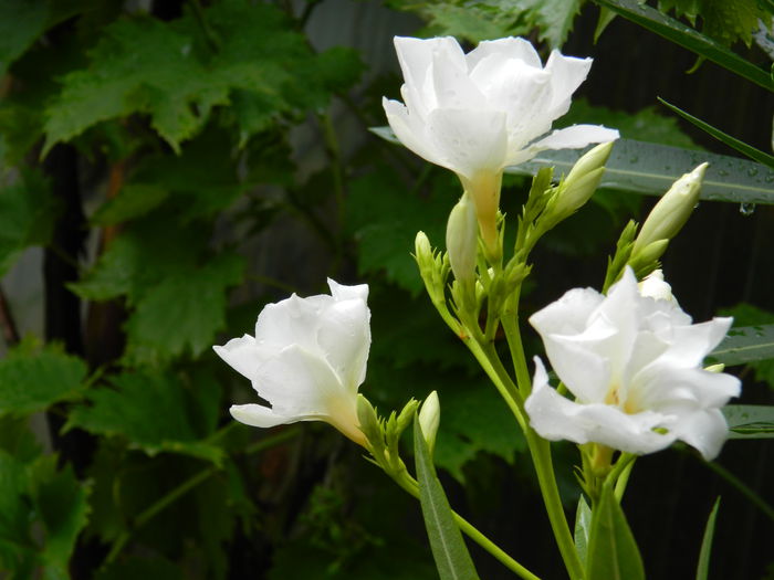 DSCN9016 - IUNIE_2_2014