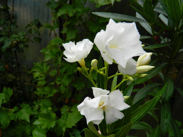 DSCN9018 - IUNIE_2_2014