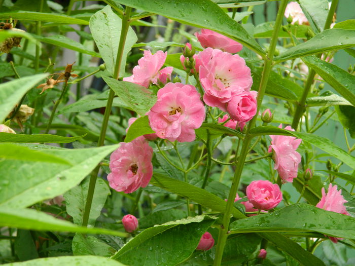 DSCN9020 - IUNIE_2_2014