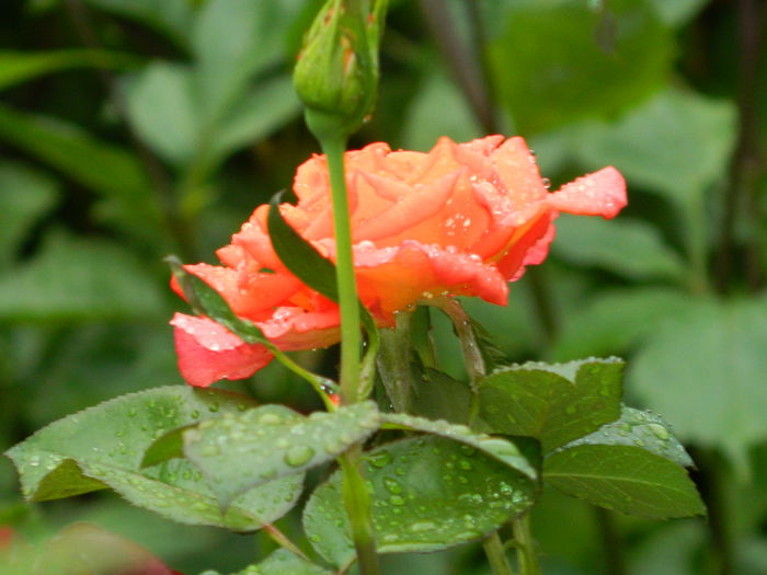 DSCN9022 - IUNIE_2_2014