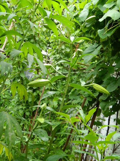 DSCN9023 - IUNIE_2_2014