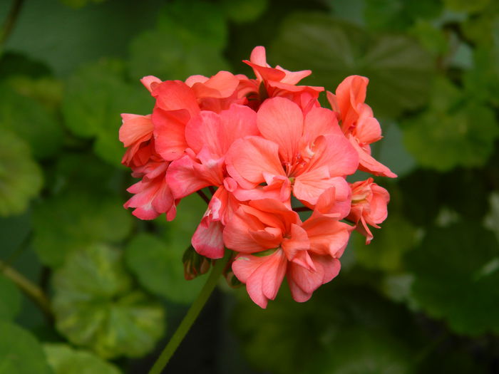 DSCN9027 - IUNIE_2_2014