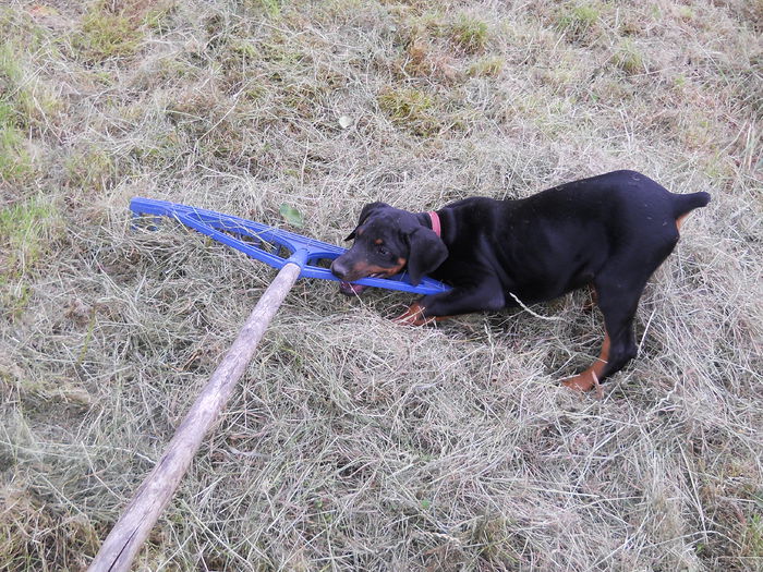 grebla cu tractiune animala