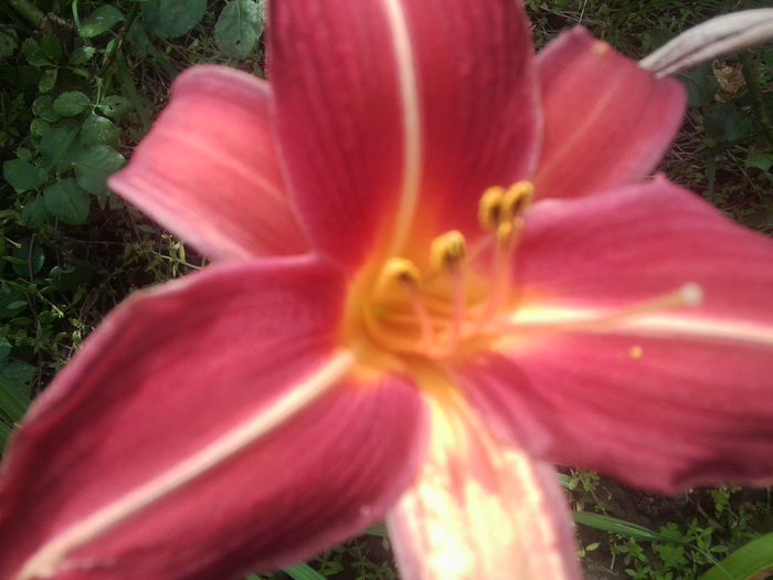 Fotografie1830 - hemerocallisi