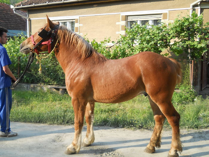 roibu 033