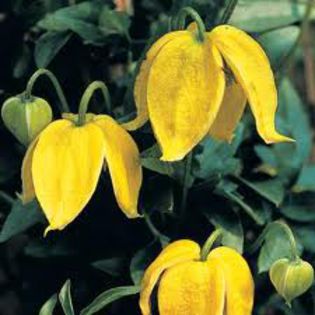 clematita tangutica-golden tiarra