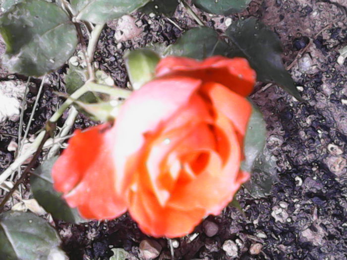 IMG_20140627_160844
