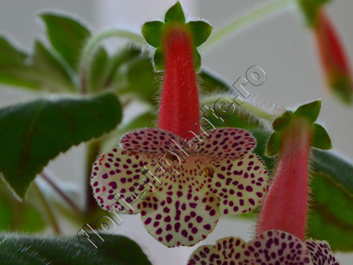 Kohleria Luci s Blend - KOHLERIA II 2
