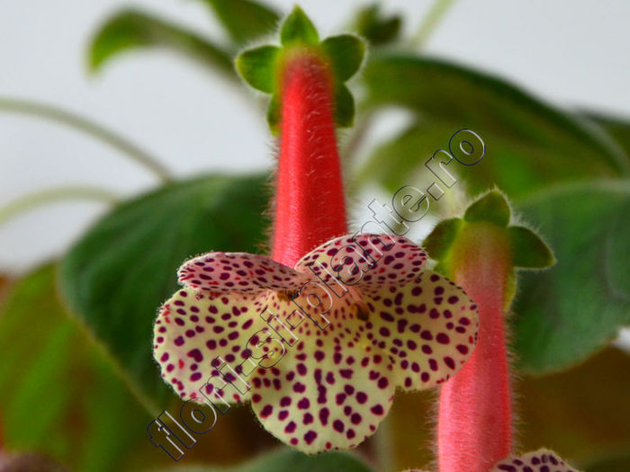Kohleria Luci s Blend