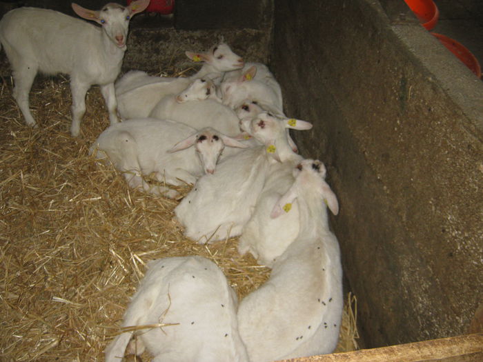 Ziege_Juni_ 049