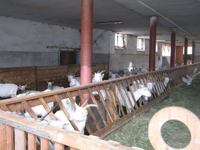 Ziege_Juni_ 012 - crescatori de capre -austria ziege farm