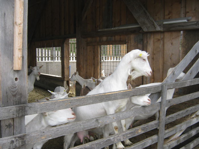 Ziege_Juni_ 010 - crescatori de capre -austria ziege farm