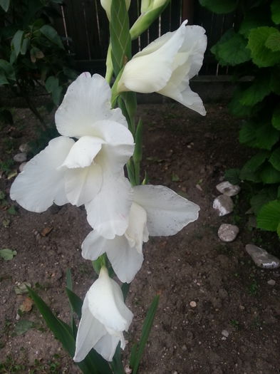 20140625_194809 - flori din gradina mea 2014
