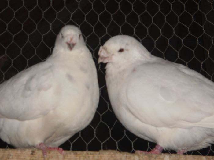 F-2010-M-2008 - 5-AMERICAN SHOW RACER