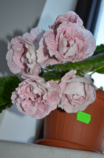 Koketka Red - Gloxinii 2014